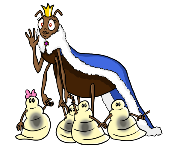 Reine fourmi © Marion Décla-Salvat